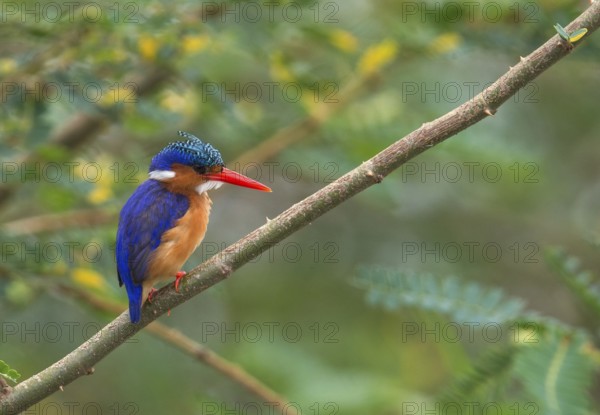 Malachite Kingfisher (Corythornis cristatus), Uganda