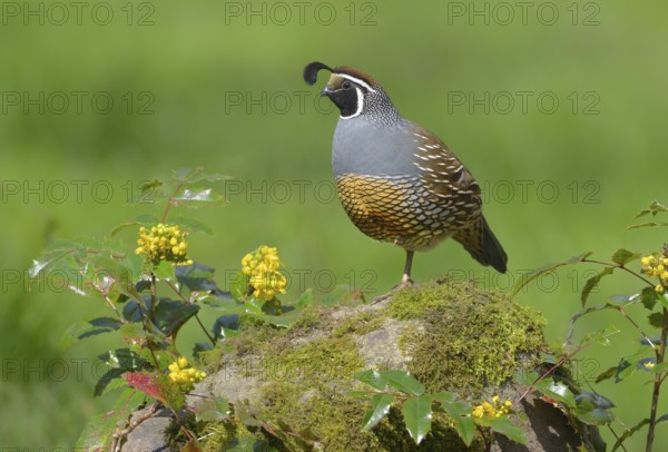 California Quail (Callipepla californica) male, British Columbia, Canada