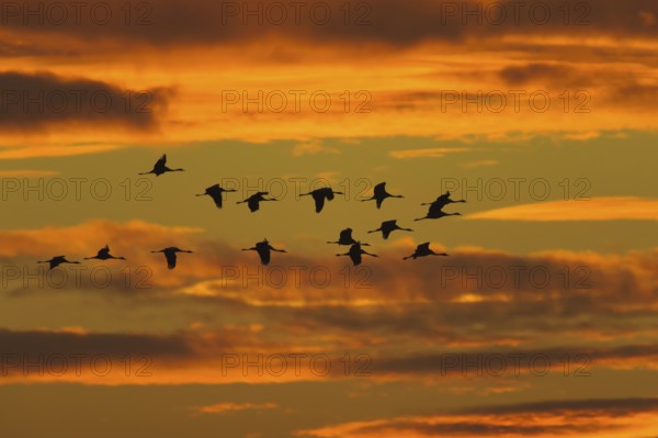 Common Crane (Grus grus) flying, Lower Saxony, Germany
