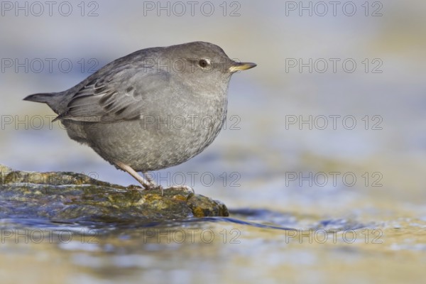 American Dipper (Cinclus mexicanus), British Columbia, Canada