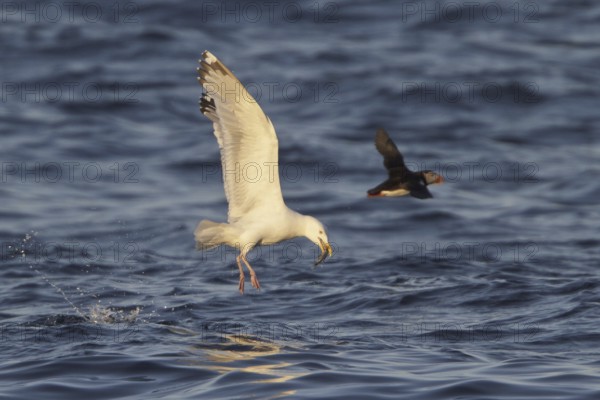 European Herring Gull (Larus argentatus) flying, Newfoundland, Canada