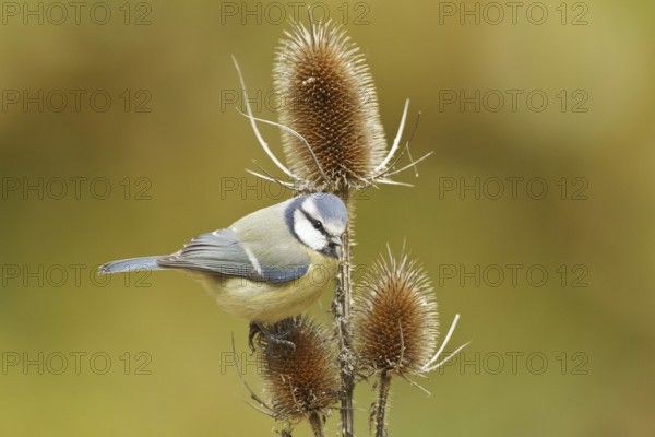 Eurasian Blue Tit (Cyanistes caeruleus), Rhineland-Palatinate, Germany