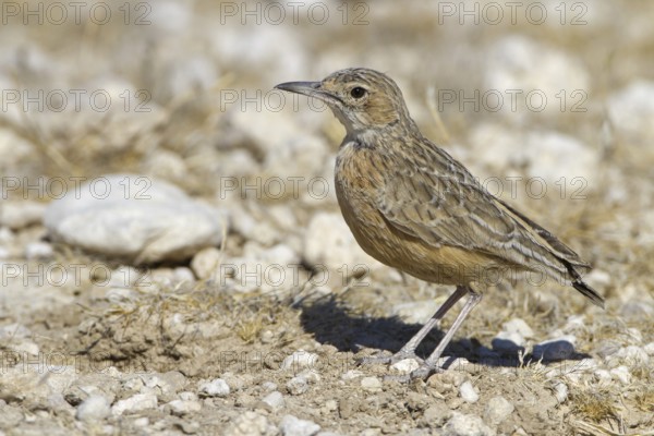 Spike-heeled Lark (Chersomanes albofasciata), Etosha National Park, Namibia