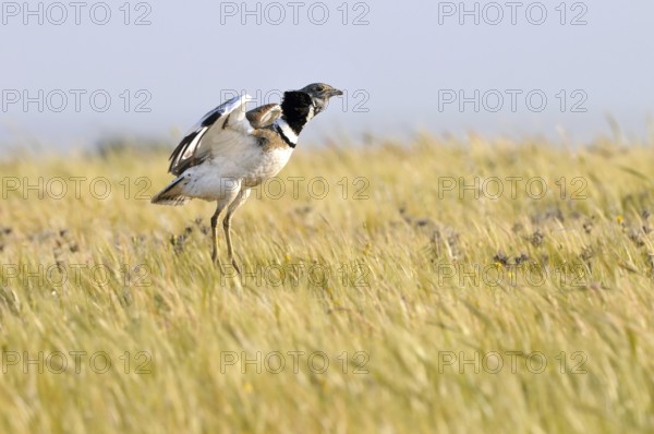 Little Bustard (Tetrax tetrax) mating, Extremadura, Spain