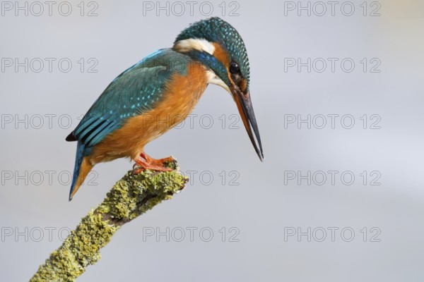 Common Kingfisher (Alcedo atthis) female, Hesse, Germany