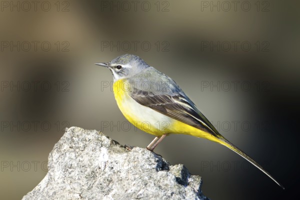 Grey Wagtail (Motacilla cinerea) male, Baden-Wuerttemberg, Germany