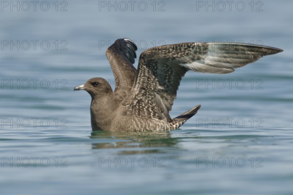 Long-tailed Jaeger (Stercorarius longicaudus), Lake, Constance, Switzerland