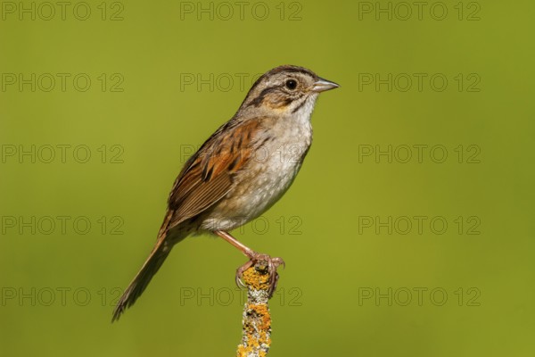 Swamp Sparrow Melospiza georgiana Tamarack, Aitken County, Minnesota, United States 18 June Adult Emberizidae