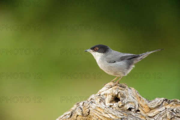 Sardinian Warbler (Sylvia melanocephala) male, Alicante, Spain