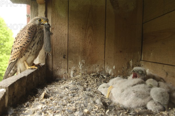 Common Kestrel (Falco tinnunculus) female feeds chicks, Lower Saxony, Germany