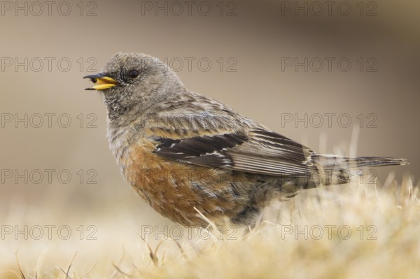 Alpine Accentor (Prunella collaris montana) perched on the ground, feeding on seeds, Caucasus, Georgia