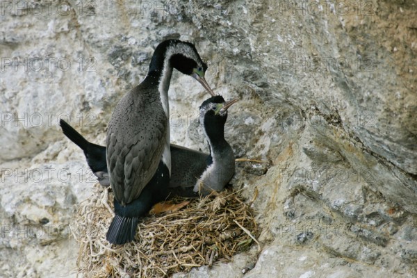 Spotted Shag (Phalacrocorax punctatus) pair at nest, South Island, New Zealand