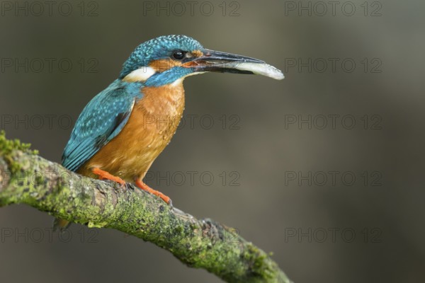 Common Kingfisher (Alcedo atthis) male perched on a branch with a fish in its beak, Lower Saxony, Germany