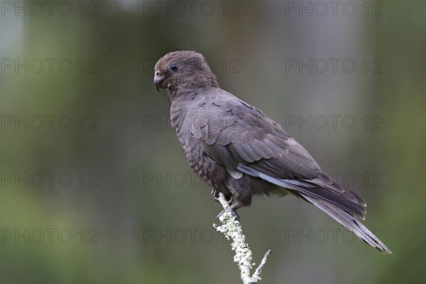 Lesser Vasa Parrot (Coracopsis nigra), Analamazoatra Reserve, Madagascar