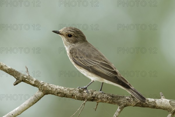 Grauwe vliegenvanger, Spotted flycatcher, Muscicapa striata