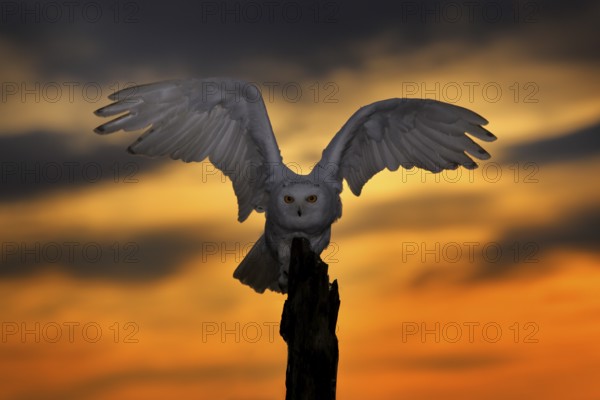 Beautiful sunset sky with flying owl. Snowy owl, Nyctea scandiaca, rare bird sitting on the tree trunk, Manitoba, Canada. Wildlife scene from nature