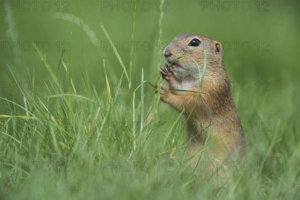 European Ground Squirrel (Spermophilus citellus) foraging in meadow, Austria