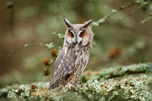 Owl in nature wood nature habitat. Bird sitting on the tree, long ears. Owl hunting. Green lichen Hypogymnia physodes. Long-eared Owl sitting on the branch in the fallen larch forest during autumn