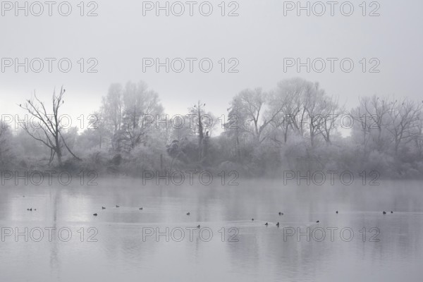 Tufted Duck (Aythya fuligula) group, Bavaria, Germany