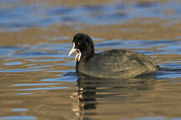 Eurasian Coot (Fulica atra), Madrid, Spain