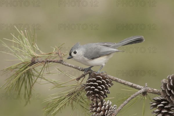 Tufted Titmouse (Baeolophus bicolor), Ohio, USA