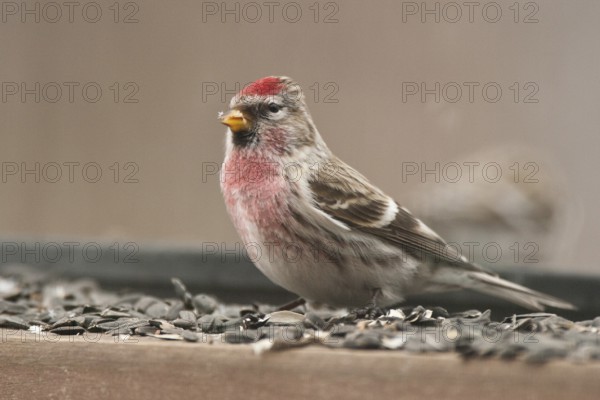 Common Redpoll (Acanthis flammea) male, St. Gallen, Switzerland