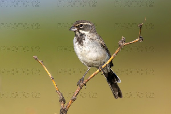 Black-throated Sparrow Amphispiza bilineata Amado, Santa Cruz County, Arizona, United States 7 September Immature molting into adult plumage. Emberizidae