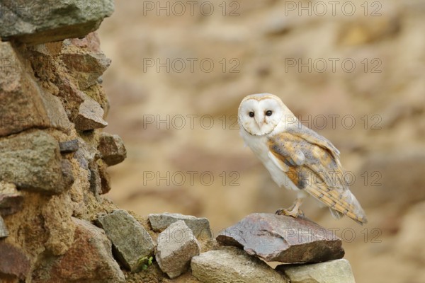Barn owl, Tyto alba, with nice wings, landing on stone wall, light bird flying in the old castle, animal in the urban habitat. Wildlife scene from nature