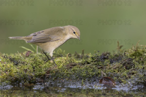 Common Chiffchaff (Phylloscopus collybita) at a waterhole, Lower Saxony, Germany