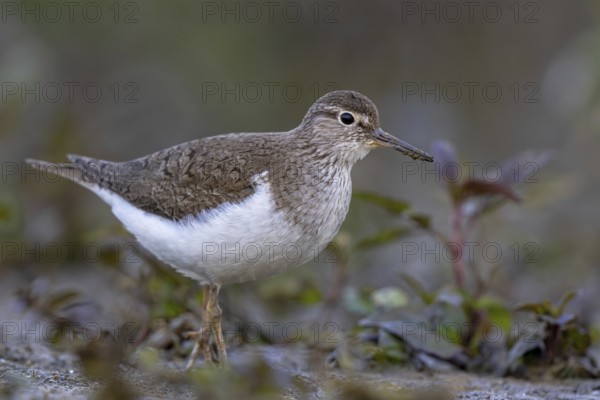 Common Sandpiper (Actitis hypoleucos), North Rhine-Westphalia, Germany
