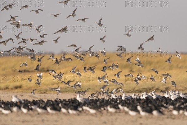 Red Knot (Calidris canutus) flying, Schleswig-Holstein, Germany