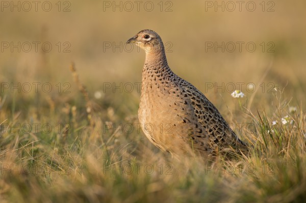 Common Pheasant (Phasianus colchicus) female, Kutno, Poland
