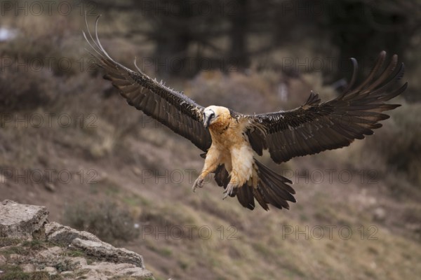 Bearded Vulture (Gypaetus barbatus) flying, Pyrenees, Spain