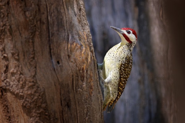 Campethera scriptoricauda, Speckle-throated woodpecker, on tree trunk, nature habitat. Wildlife from Botswana. Bird in the forest. Red cap bird near nest hole. Nesting season