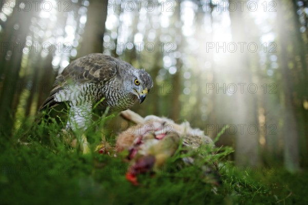 Goshawk, Accipiter gentilis, feeding on killed hare in the forest. Bird of Prey with fur catch in the nabitat. Animal behaviour, wildlife scene from nature. Goshawk in the green vegetation