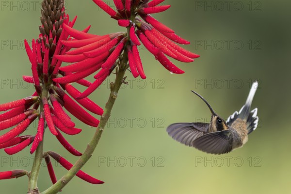 Scale-throated Hermit (Phaethornis eurynome) feeding at a flower in the Atlantic Rainforest of Brazil