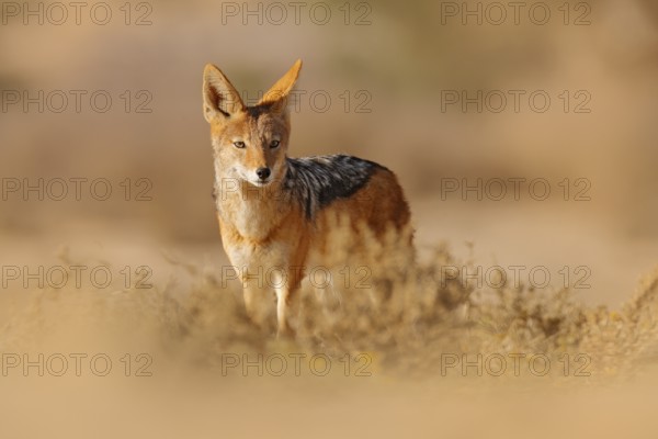 Jackal and evening sunlight. Black-Backed Jackal, Canis mesomelas mesomelas, portrait of animal with long ears, Kgalagadi, South Africa. Beautiful wildlife scene from Africa with nice sun light