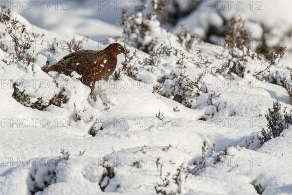 Red Grouse (Lagopus scotica), walking thourgh snow, Cairngorms National Park, Scotland, United Kingdom