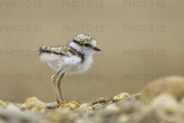 Little Ringed Plover (Charadrius dubius) chick, North Rhine-Westphalia, Germany