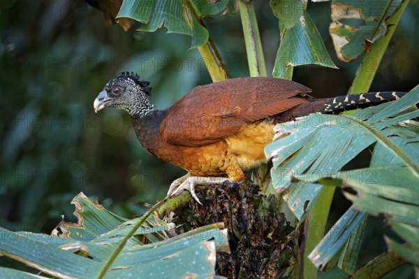 Big bird Great curassow, Crax rubra, in the nature forest habitat, animal sitting on the palm leave in green vegetation. Curassow from Costa Rica. Two animals in the tropic jungle habitat, America