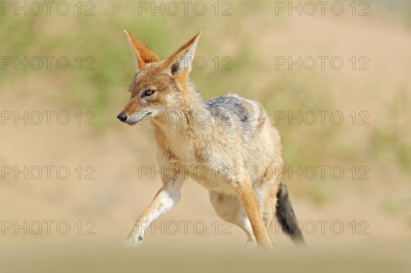 Jackal running on the sand dune in the Namib desert. Hot day in sand, animal from Namibia, Africa, black-backed jackal behaviour. Wildlife scene from nature