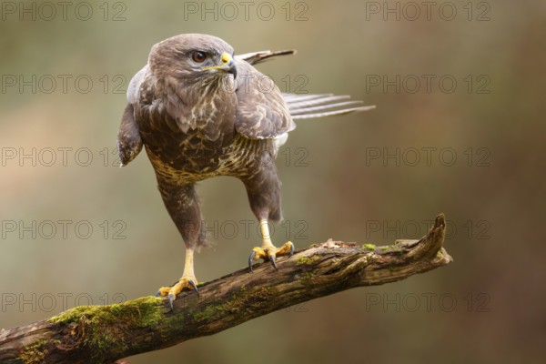 Common Buzzard (Buteo buteo) perched on a branch, Asturias, Spain