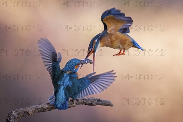 Common Kingfisher (Alcedo atthis) pair displaying, Saxony-Anhalt, Germany