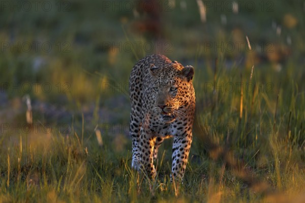 Leopard, Panthera pardus shortidgei, nature habitat, big wild cat in the nature habitat, sunny day on the savannah, Khwai River, Moremi Botswana. Wildlife nature. Africa wildlife. Leopard sunset walk