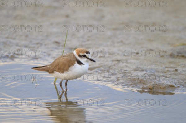 Kentish Plover (Charadrius alexandrinus) male, Mallorca, Spain