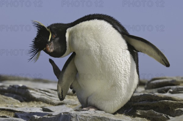 Southern Rockhopper Penguin (Eudyptes chrysocome), Falkland Islands