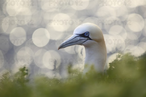 Northern Gannet (Morus bassanus), Schleswig-Holstein, Germany