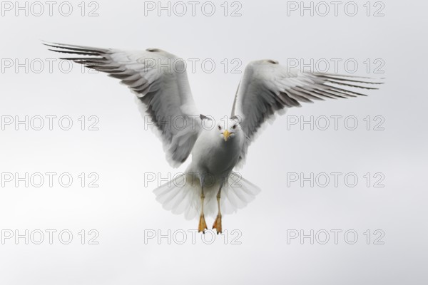 Heringsmöwe; lat. Larus fuscus; im Flug auf der Stelle frontal vor hellem Himmel; Romsdalfjord