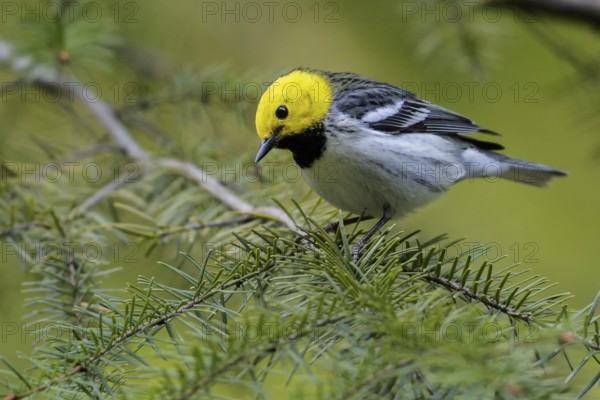 Hermit Warbler (Setophaga occidentalis) perched on a branch in Washington State, USA