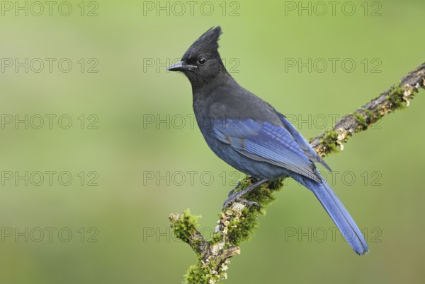 Steller's Jay (Cyanocitta stelleri), British Columbia, Canada